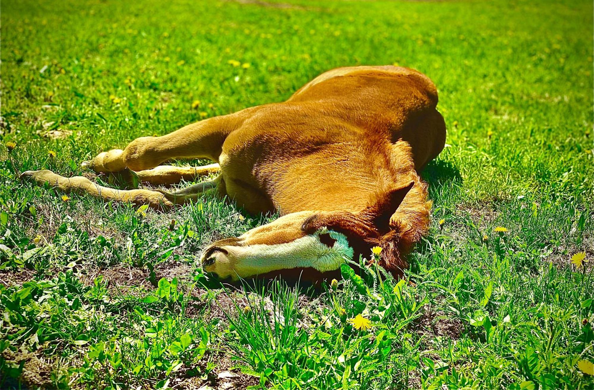 Oberprantschoellhof - Horse Mountain Stable Bressanone Eksteriør bilde